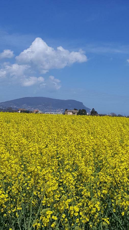 Villetta Del Conero Porto Recanati Exterior foto